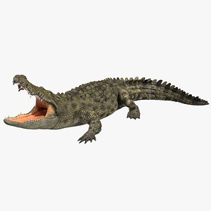 Saltwater Crocodile Rigged