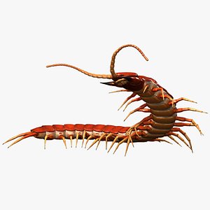 Scolopendra Gigantea