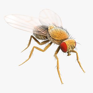 Fruit Fly