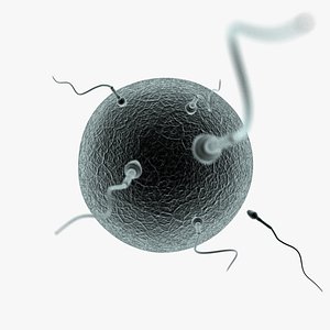 Human Egg and Sperm Cells