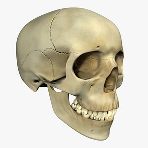 Human Skull