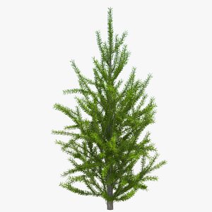 Spruce Tree
