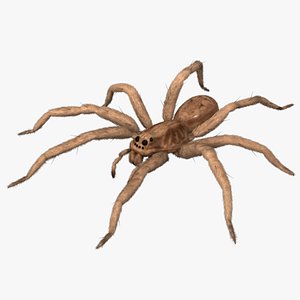 Wolf Spider