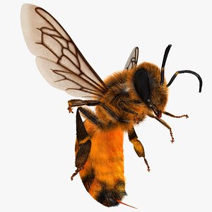 Honey Bee