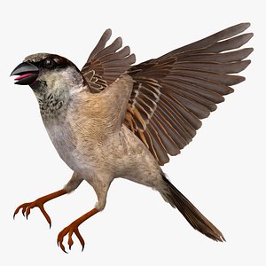 House Sparrow
