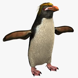 Macaroni Penguin