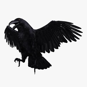 Common Raven