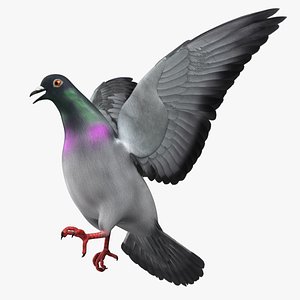 Rock Pigeon