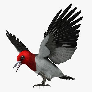 Red-headed Woodpecker