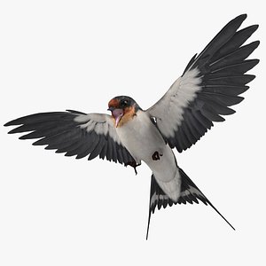 Barn Swallow