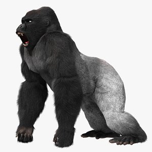 Gorilla