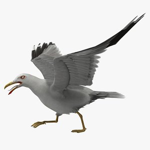 California Gull