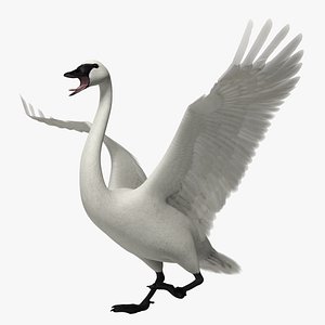 Trumpeter Swan