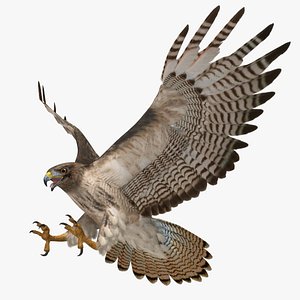 Red-tailed Hawk