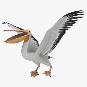 American White Pelican