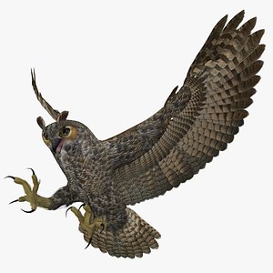 Great Horned Owl
