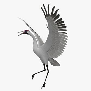 Whooping Crane