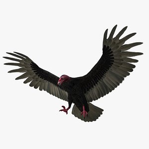 Turkey Vulture