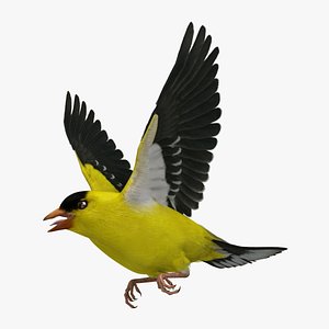 American Goldfinch