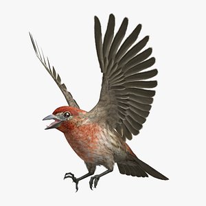 House Finch