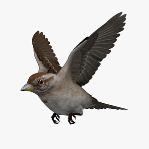American Tree Sparrow