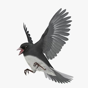 Dark-eyed Junco