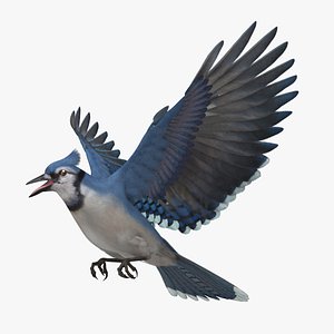 Blue Jay