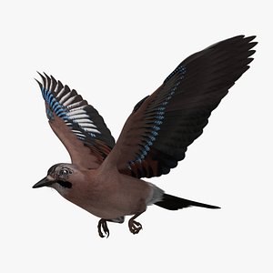 Eurasian Jay