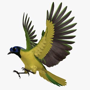 Green Jay