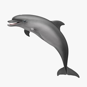 Common Bottlenose Dolphin