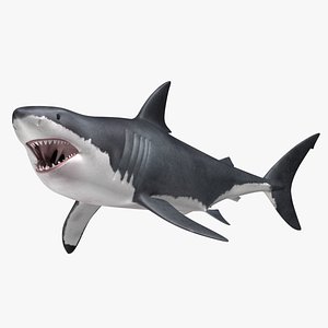 Great White Shark