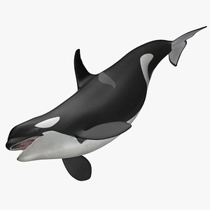 Killer Whale