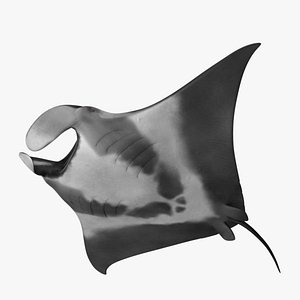 Giant Oceanic Manta Ray