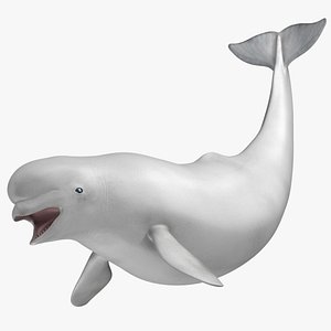 Beluga White Whale
