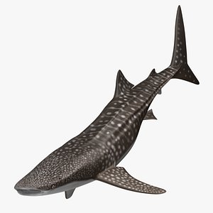 Whale Shark