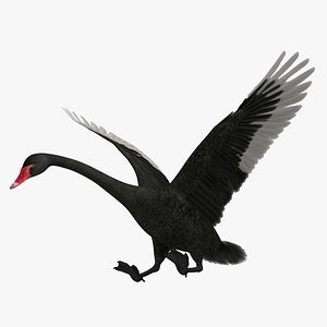 Black Swan