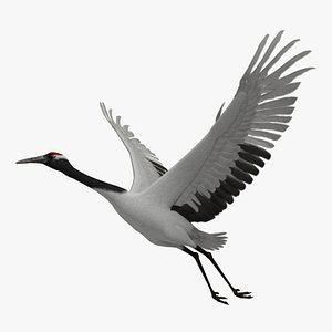 Red-crowned Crane