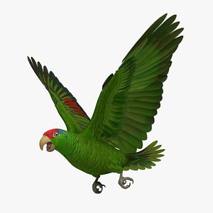 Red-crowned Amazon Parrot
