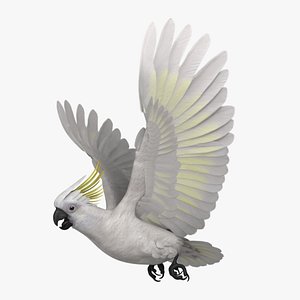 Sulphur-crested Cockatoo Parrot