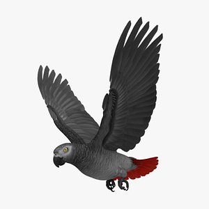 Congo African Grey Parrot