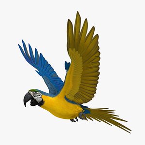 Blue-and-yellow Macaw Parrot