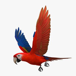 Scarlet Macaw Parrot