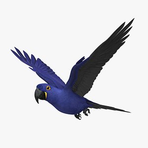 Hyacinth Macaw Parrot