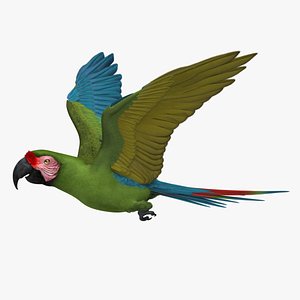 Military Macaw Parrot