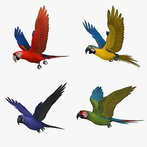 Macaw Parrots Collection