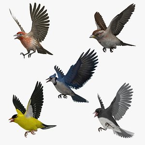 American Backyard Birds