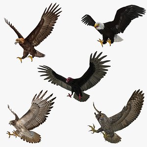 Birds of Prey