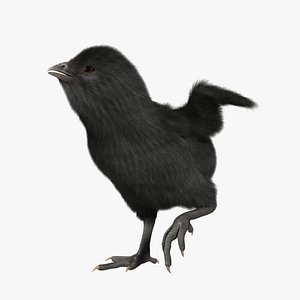 Black Chick