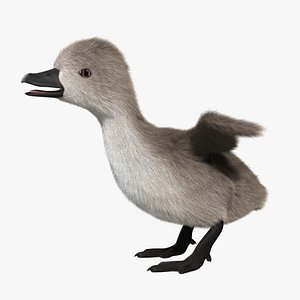 Cygnet