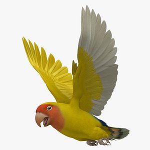 Lutino Rosy-Faced Lovebird